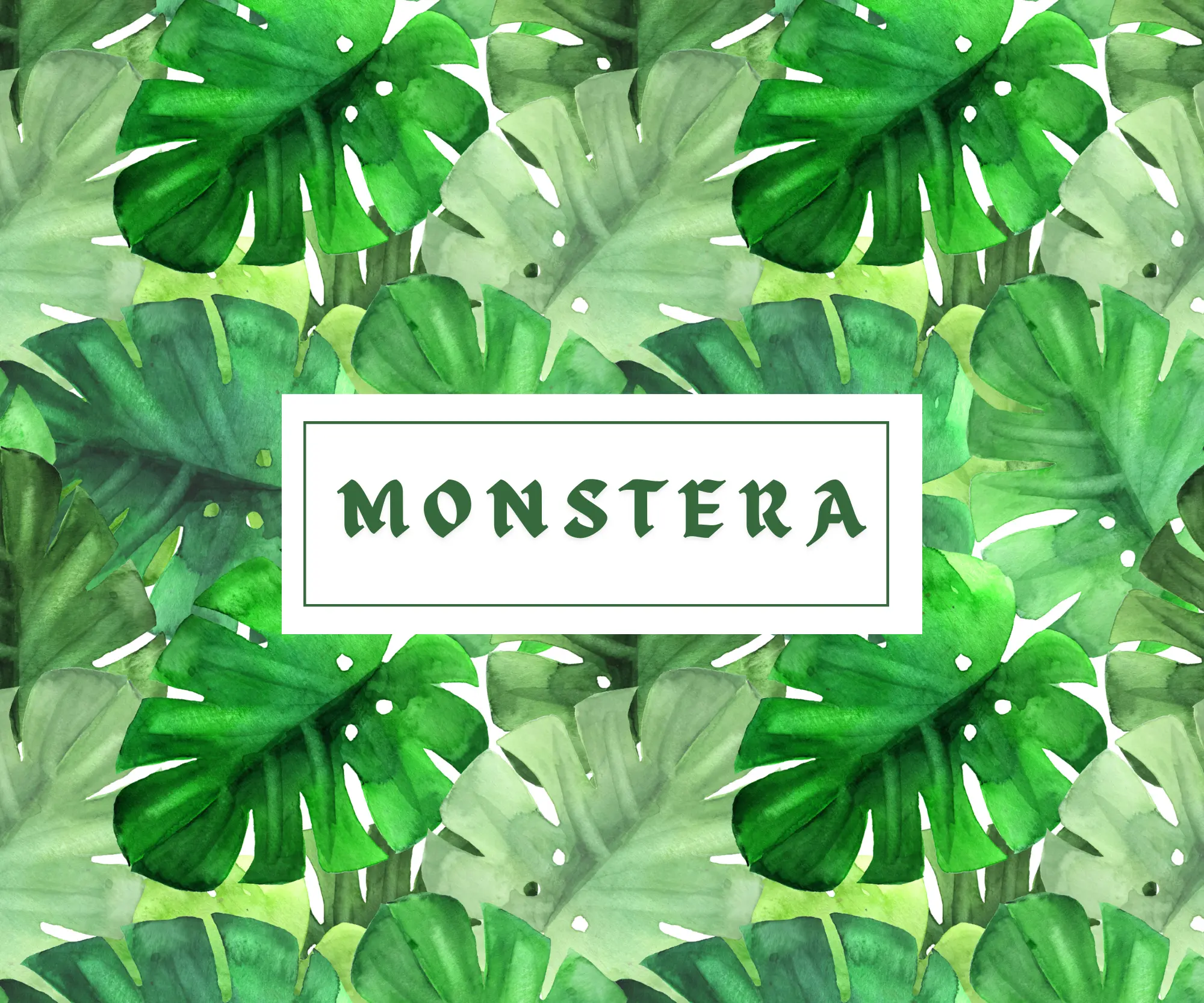 Monstera